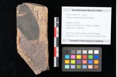 Foto (Objekt + Etikett) von Quercus palaeoilex Ettingshausen (NHMW-GEO-2024-0188-0793)